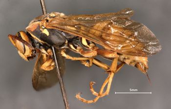 Media type: image;   Entomology 33154 Aspect: habitus lateral view